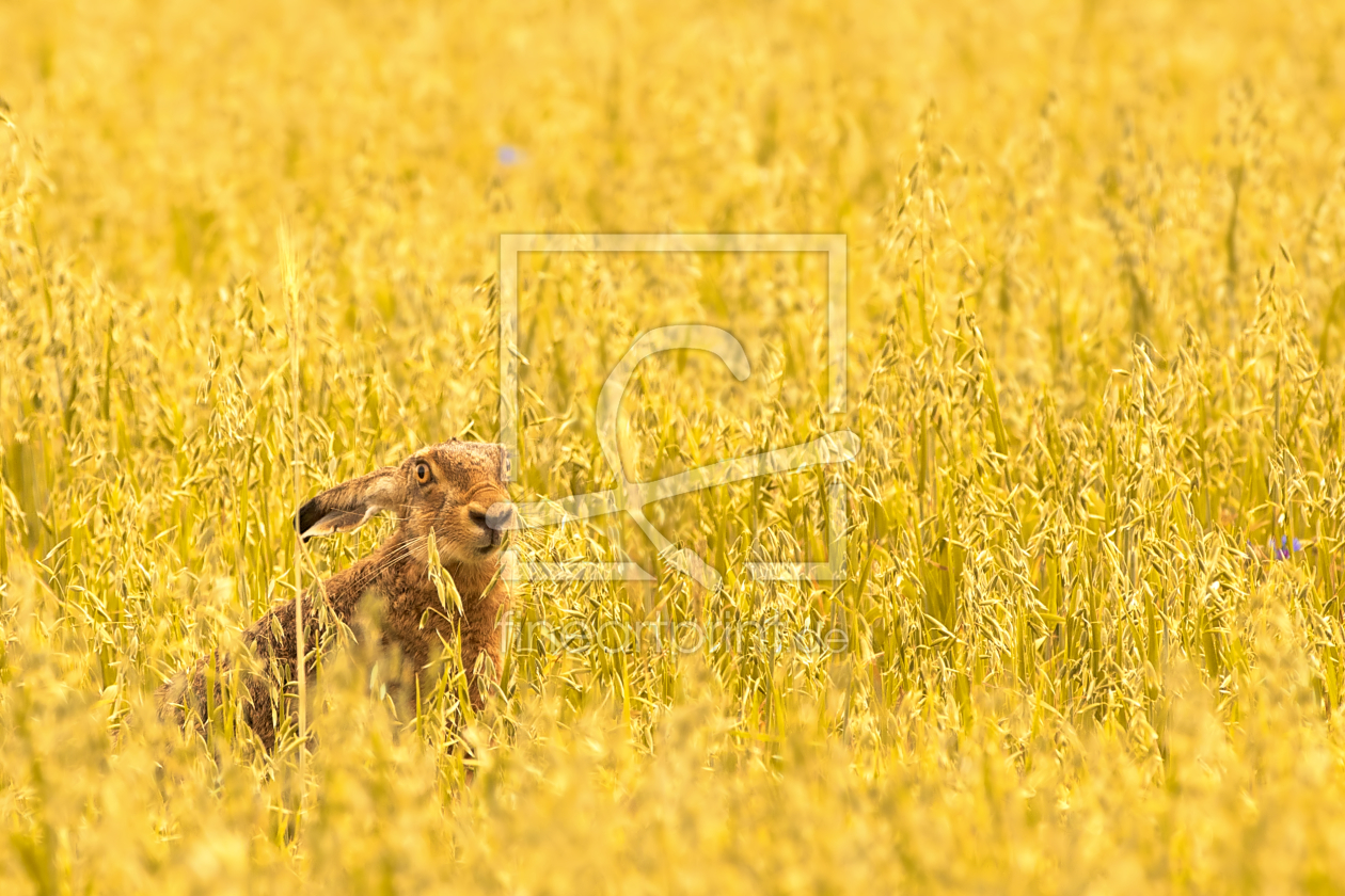 Bild-Nr.: 10569264 Hase im Pfeffer? erstellt von Jens Kalanke