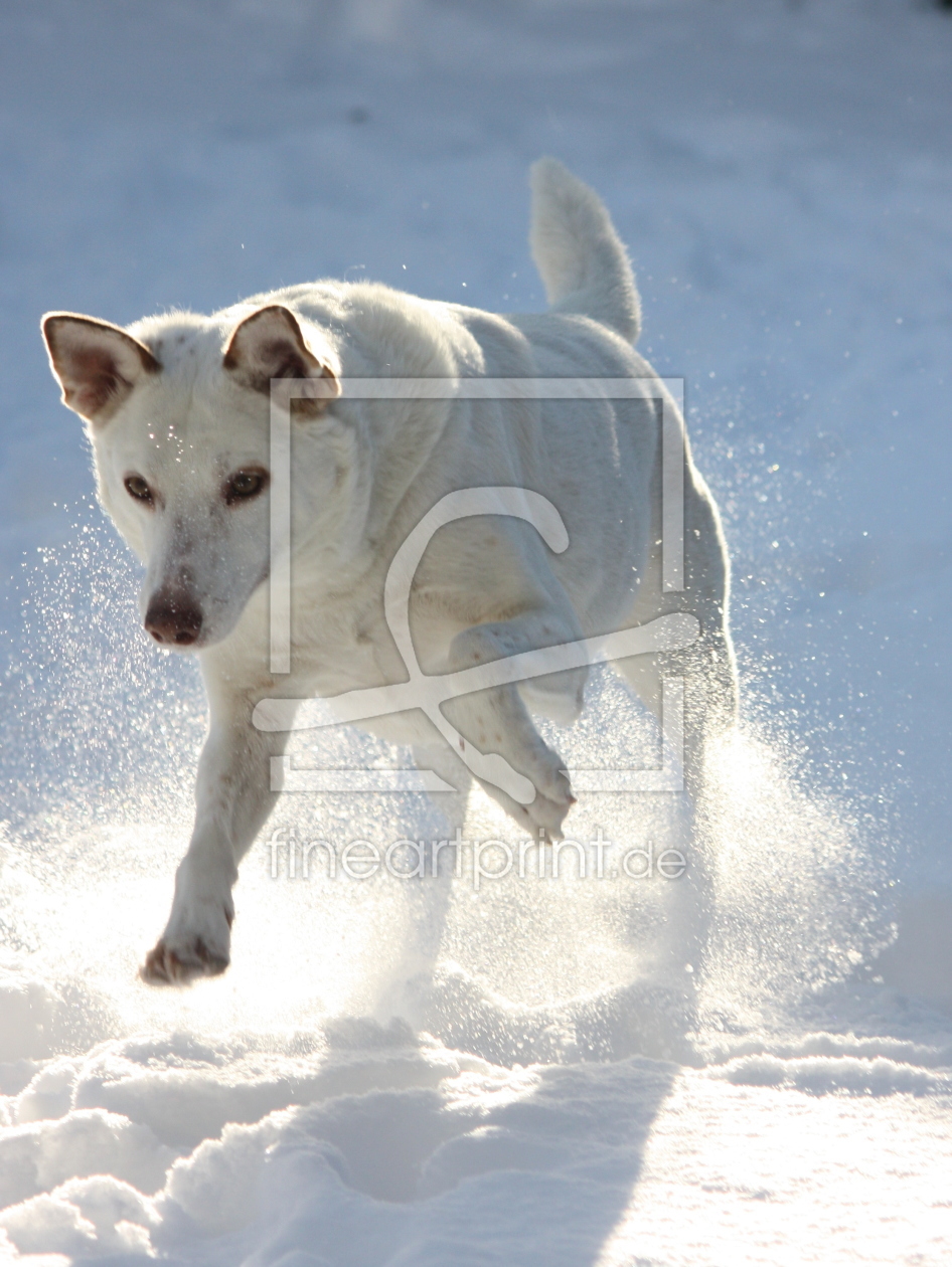 Bild-Nr.: 10569732 Weisser Hund im Schnee erstellt von Jayser