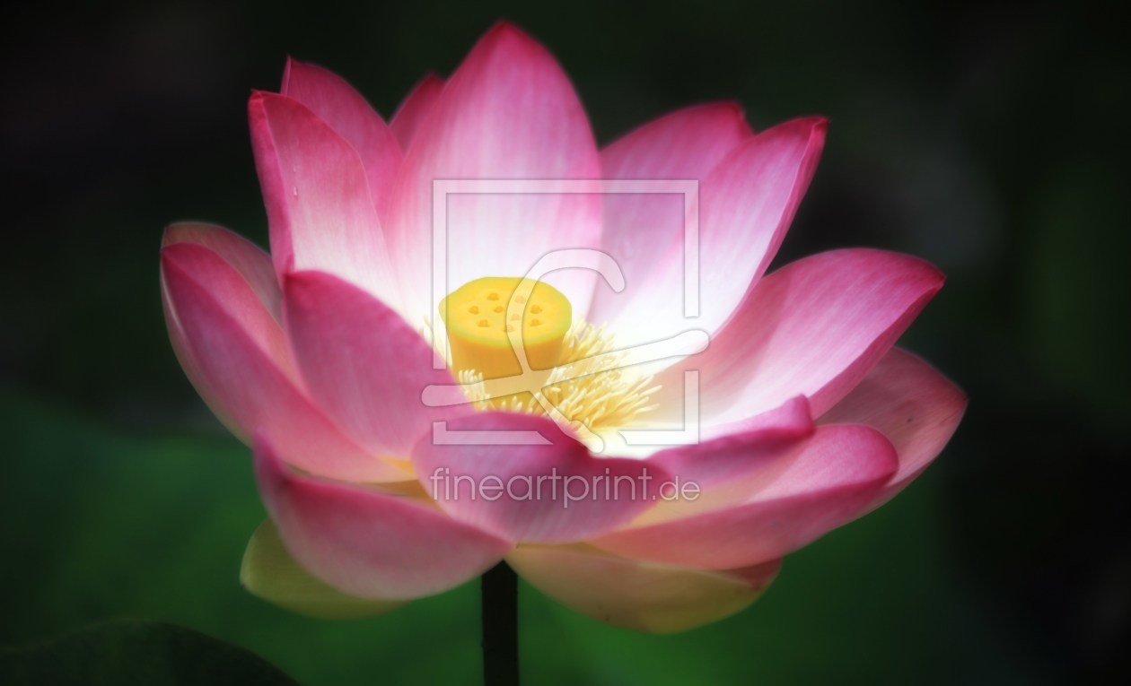 Bild-Nr.: 10570681 Indische Lotosblume Nelumbo nucifera erstellt von Renate Knapp