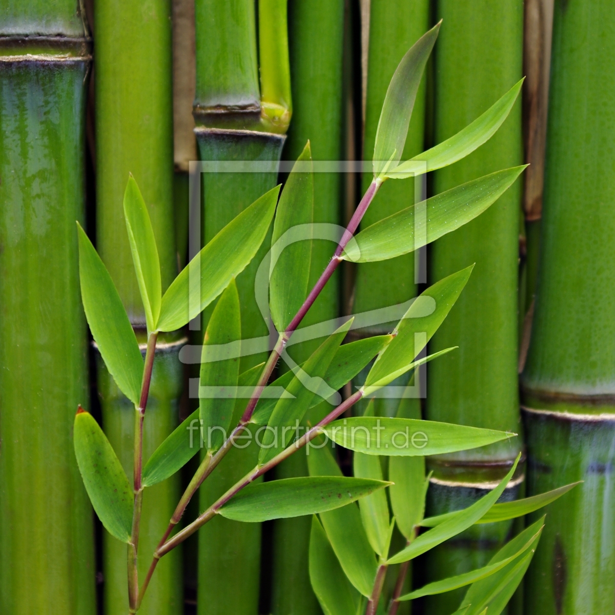 Bambusblätter als Leinwanddruck 10570931 | Fine Art