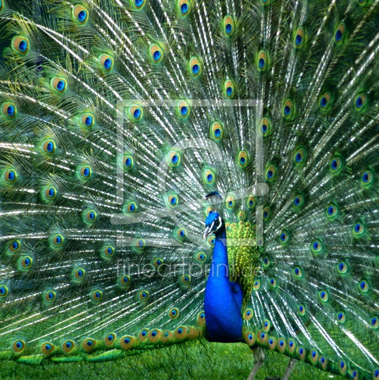 Bild-Nr.: 10570947 Der stolze Pfau erstellt von GUGIGEI