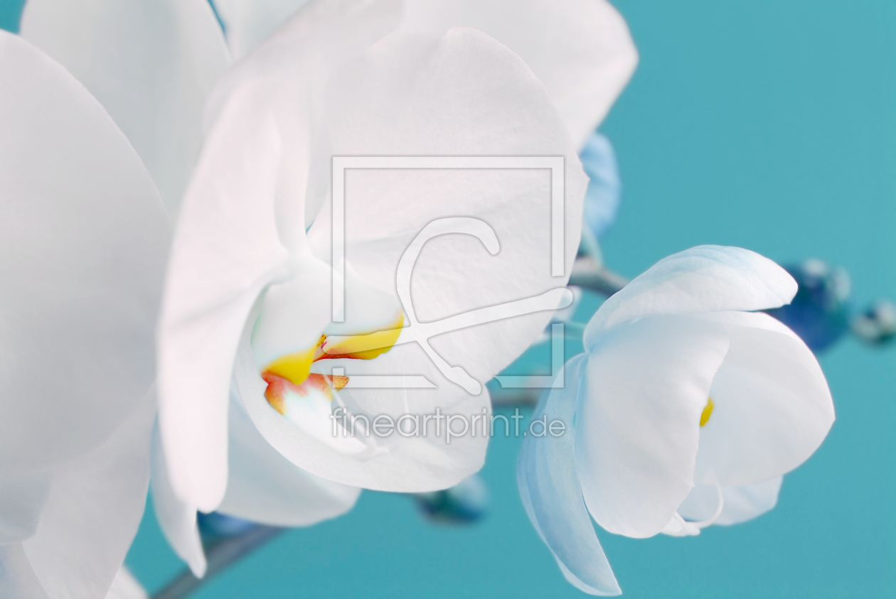 Bild-Nr.: 10571219 Orchidee erstellt von Atteloi