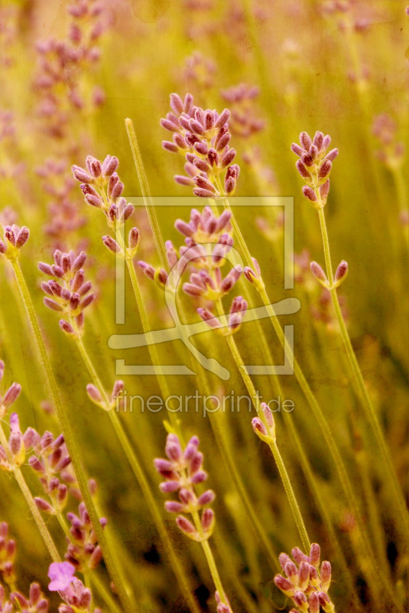 Bild-Nr.: 10571303 Lavendel im Wind erstellt von Heike  Hultsch