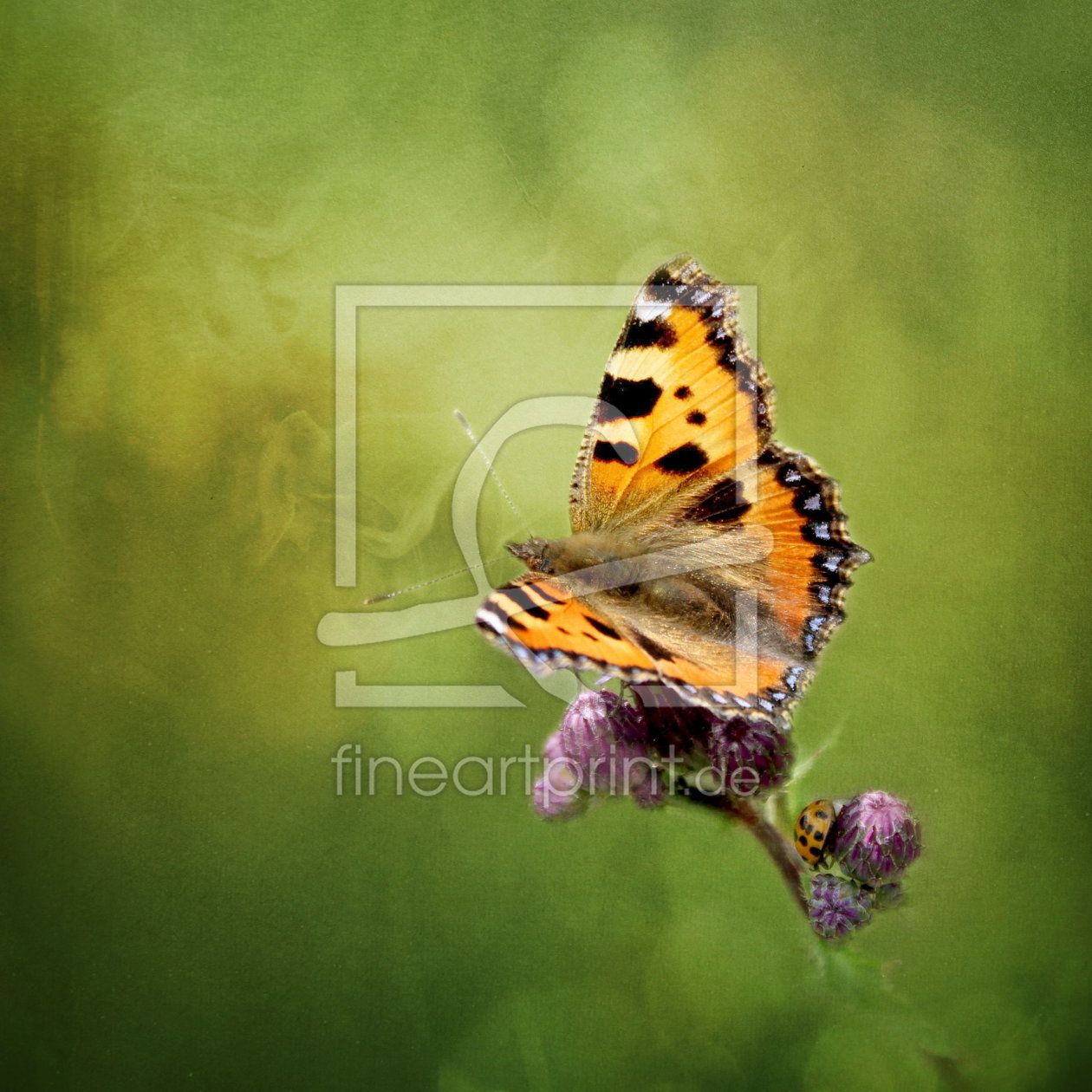 Bild-Nr.: 10571305 Schmetterling erstellt von Heike  Hultsch