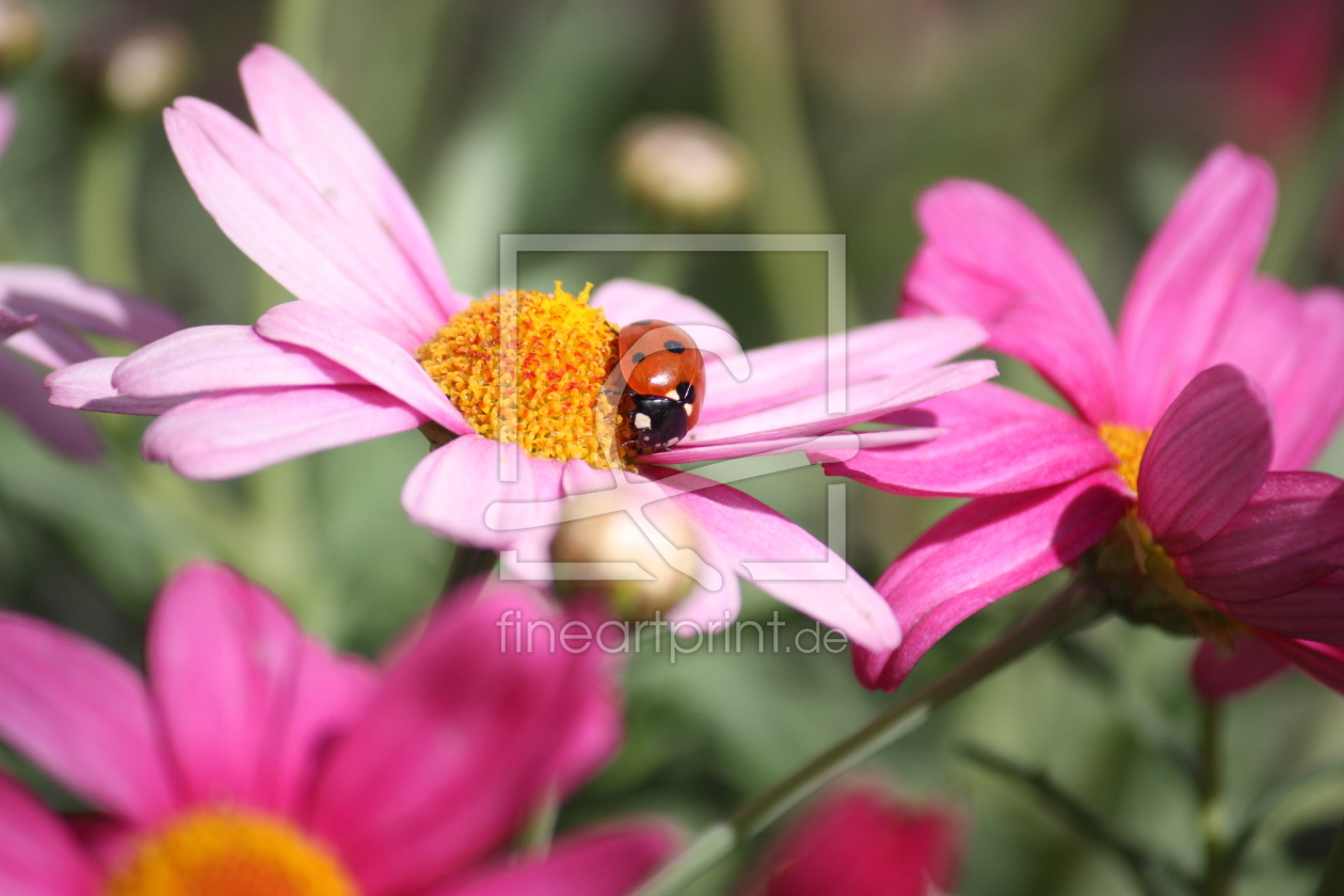 Bild-Nr.: 10572249 Marienkäfer auf Blume erstellt von Jayser