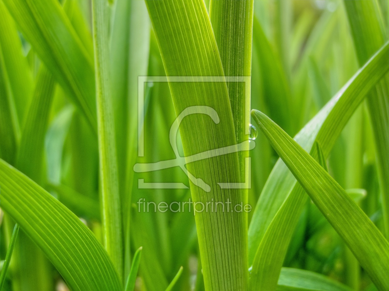 Bild-Nr.: 10572369 green erstellt von annemoebus