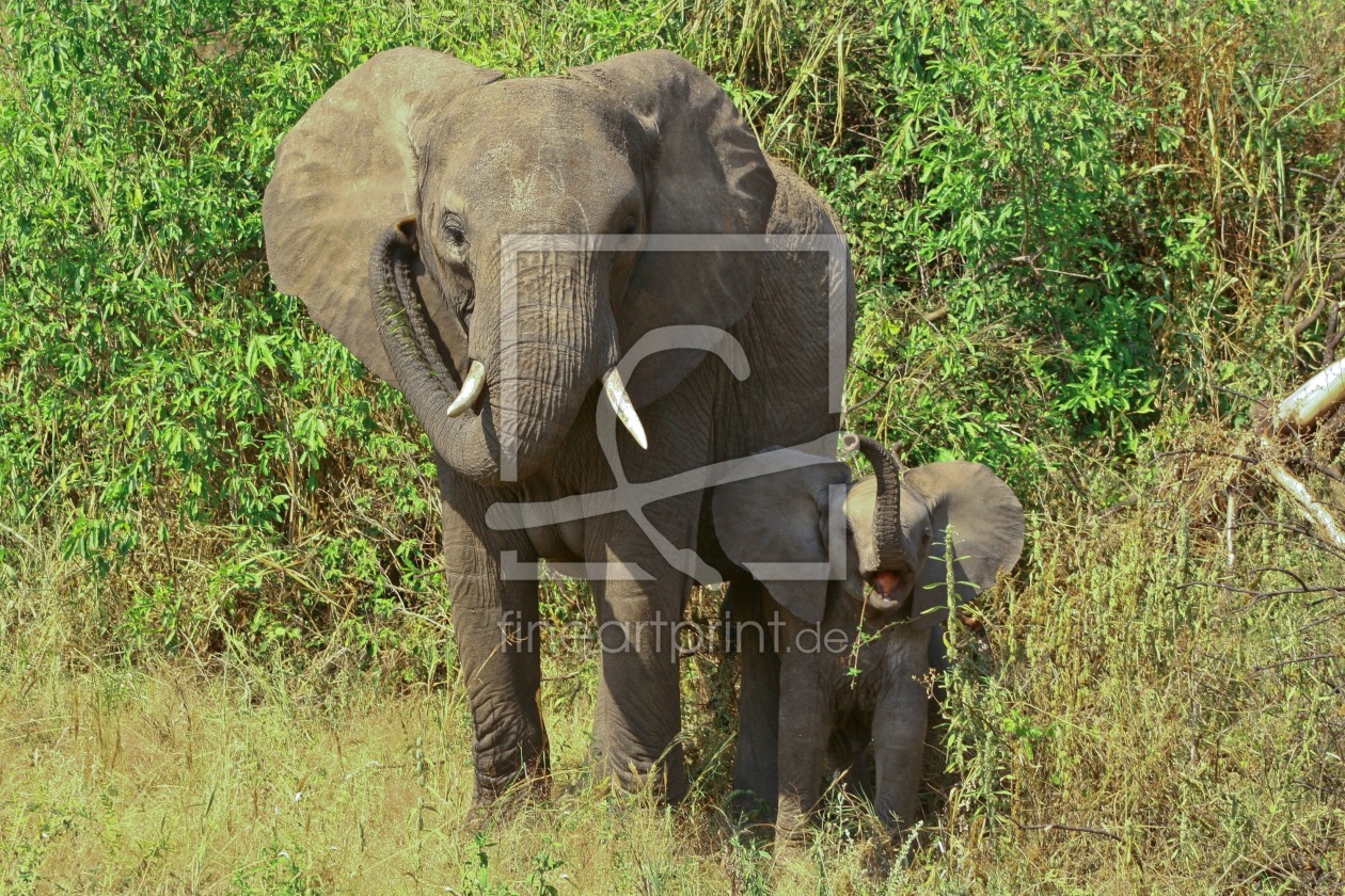 Bild-Nr.: 10572403 Elephant Salut! erstellt von marasmus