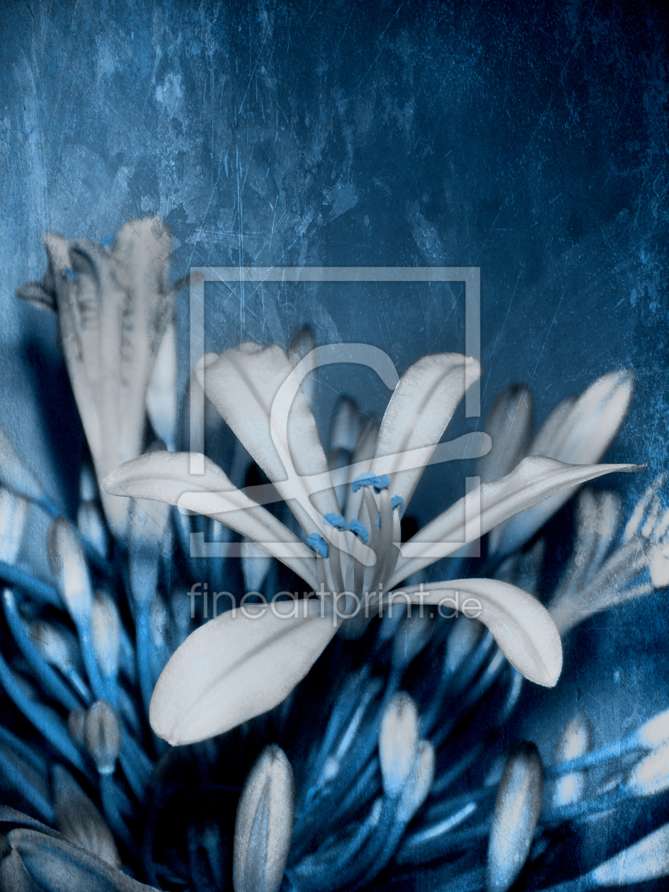Bild-Nr.: 10572409 Flower in the darkness erstellt von yammay