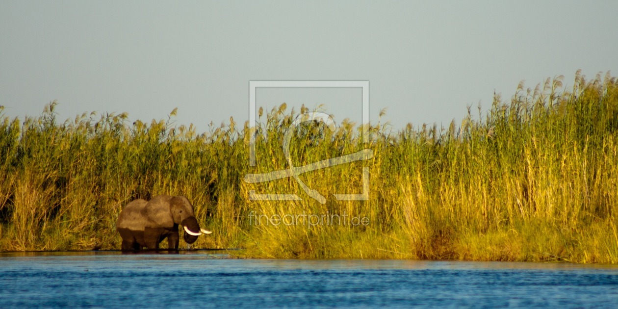 Bild-Nr.: 10573061 Elefant im Sambesi erstellt von marasmus