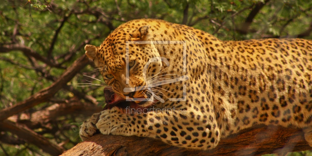 Bild-Nr.: 10573351 Leopard Lunch erstellt von marasmus