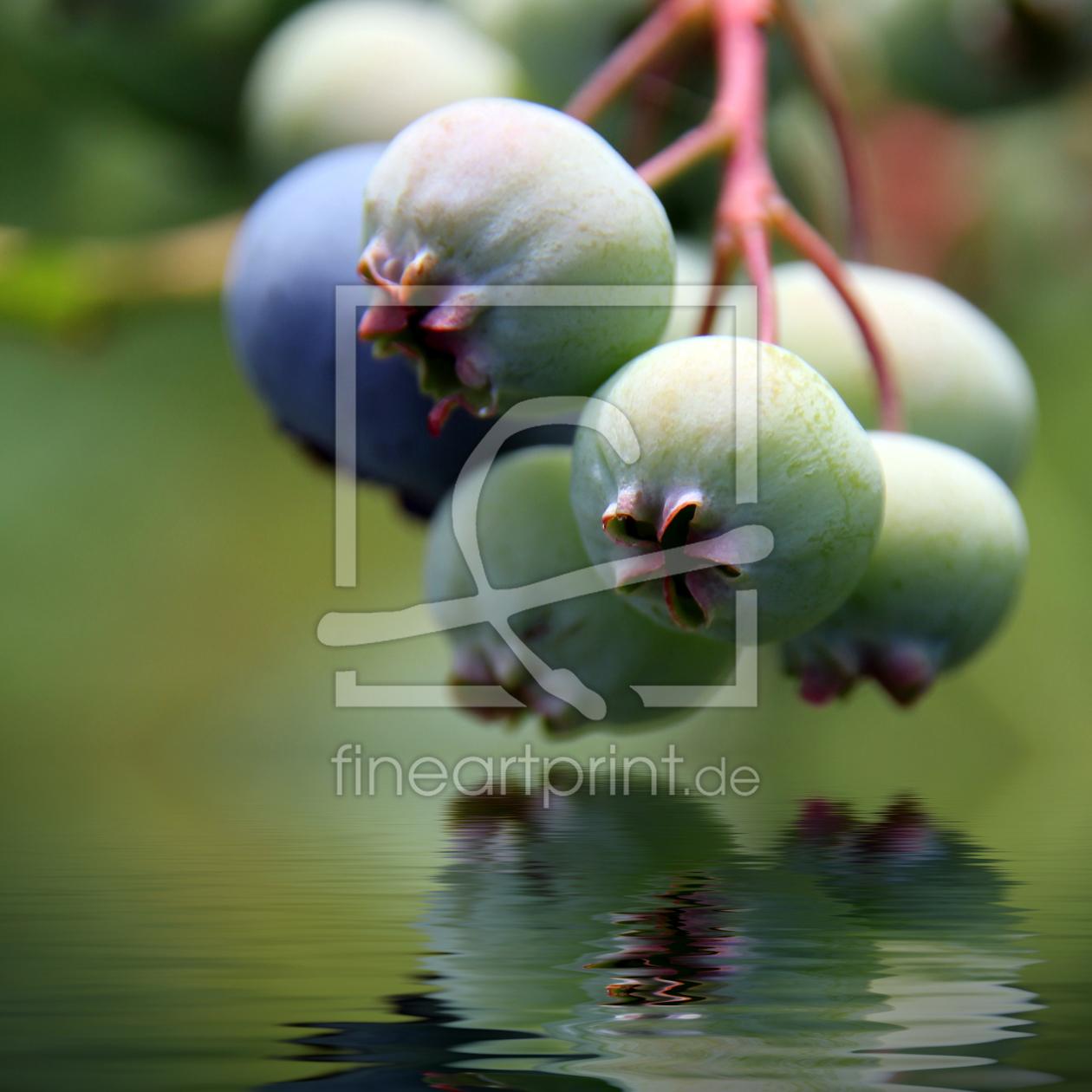 Bild-Nr.: 10573391 Blaubeeren erstellt von birdy