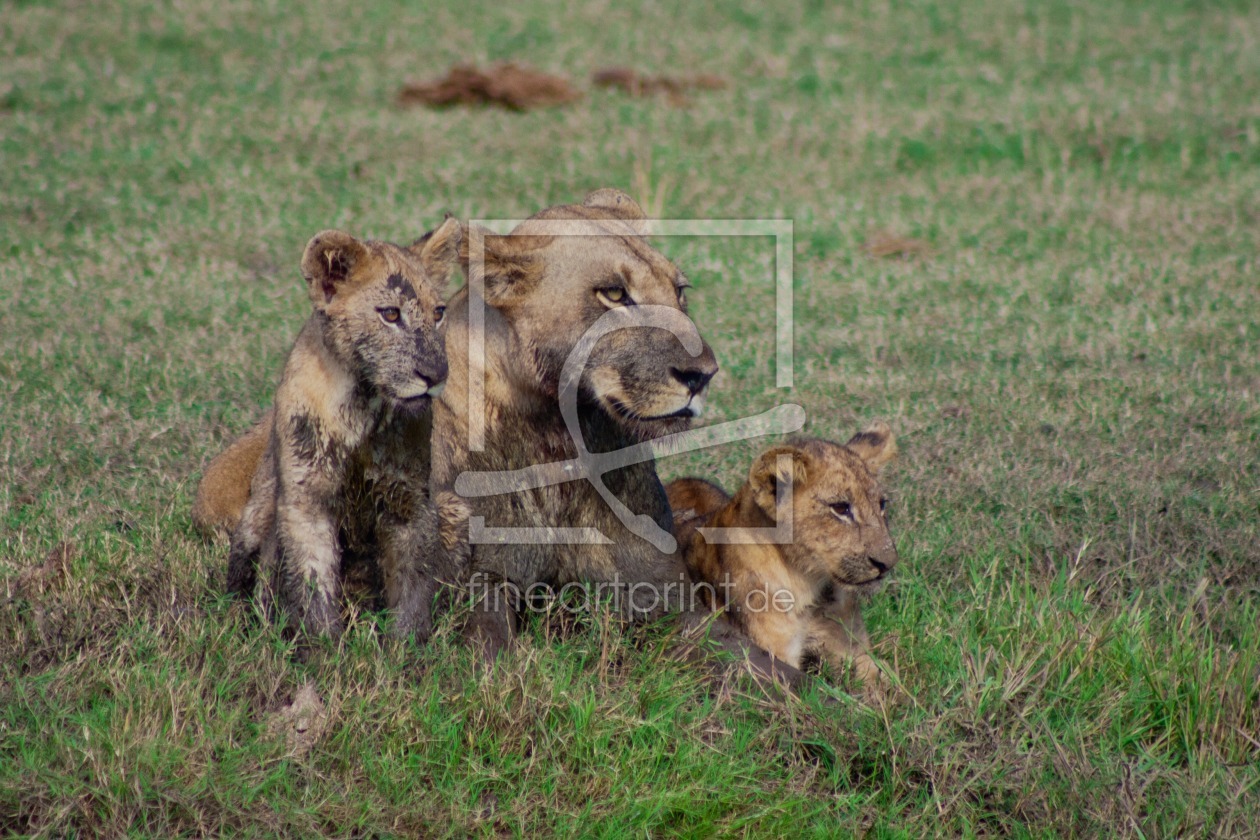 Bild-Nr.: 10573417 Löwenfamilie in Schlamm erstellt von marasmus