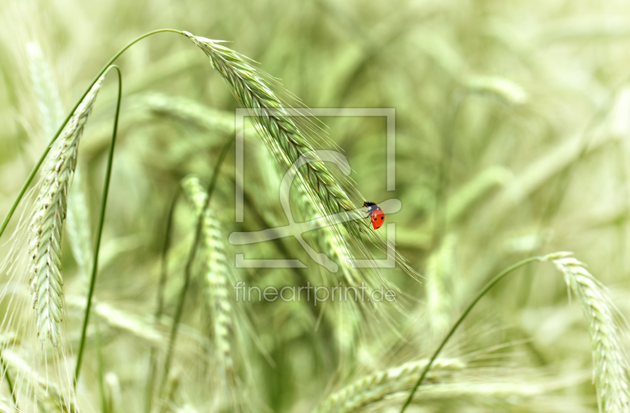 Bild-Nr.: 10573489 Kornfeld  erstellt von Atteloi