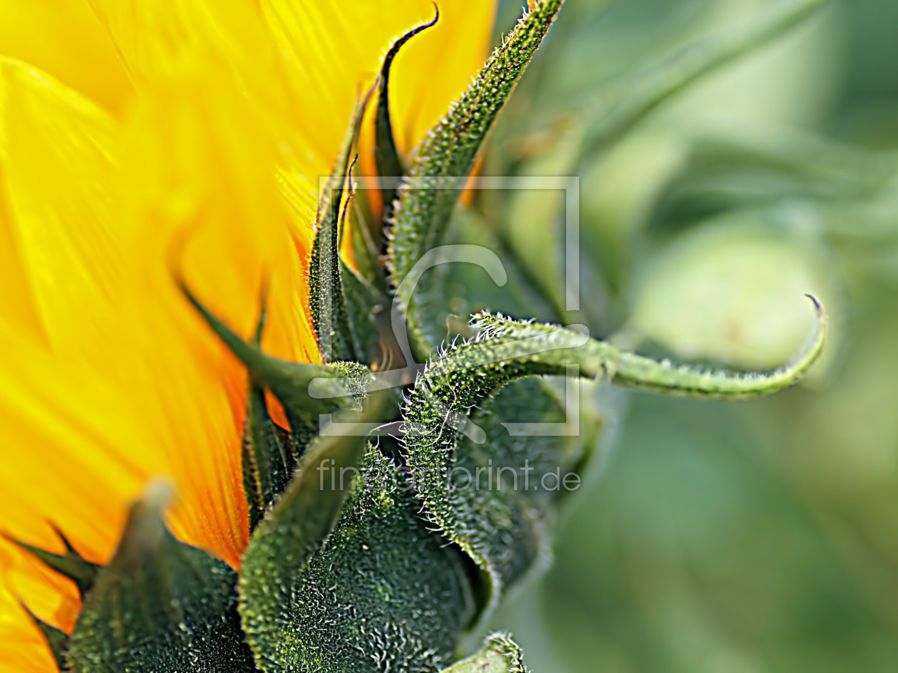 Bild-Nr.: 10573795 Sunflower erstellt von youhaveadream