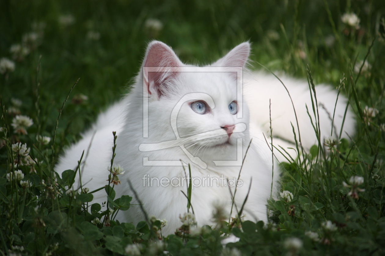 Bild-Nr.: 10575035    Weisse Katze auf der Kleewiese erstellt von Jayser