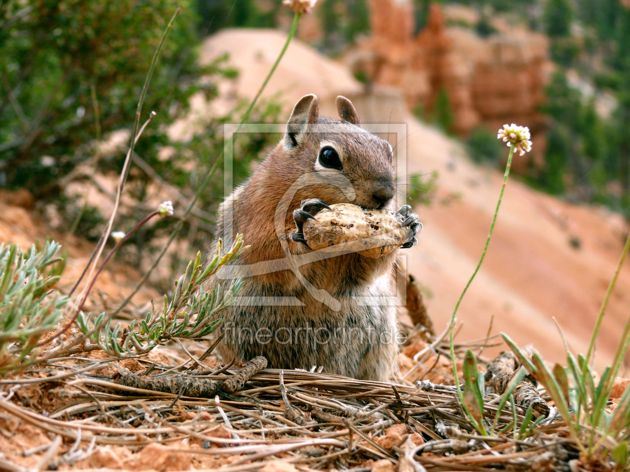 Bild-Nr.: 10576219 Guten Appetit erstellt von cthroadrunner