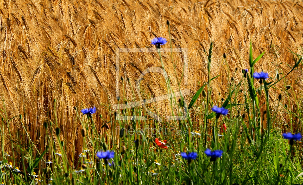 Bild-Nr.: 10576577 BLAUER RAND   erstellt von Ursula Reins