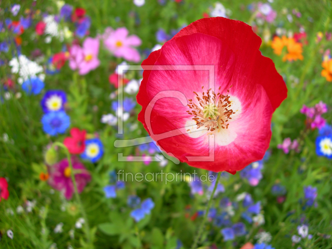 Bild-Nr.: 10576761 Blumenwiese mit Mohnblüte erstellt von blackpool