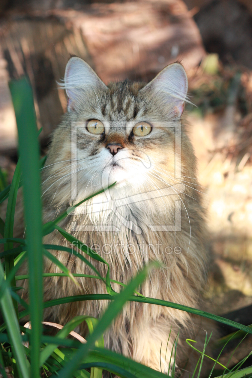 Bild-Nr.: 10576841 Katze wartet im Busch erstellt von Jayser