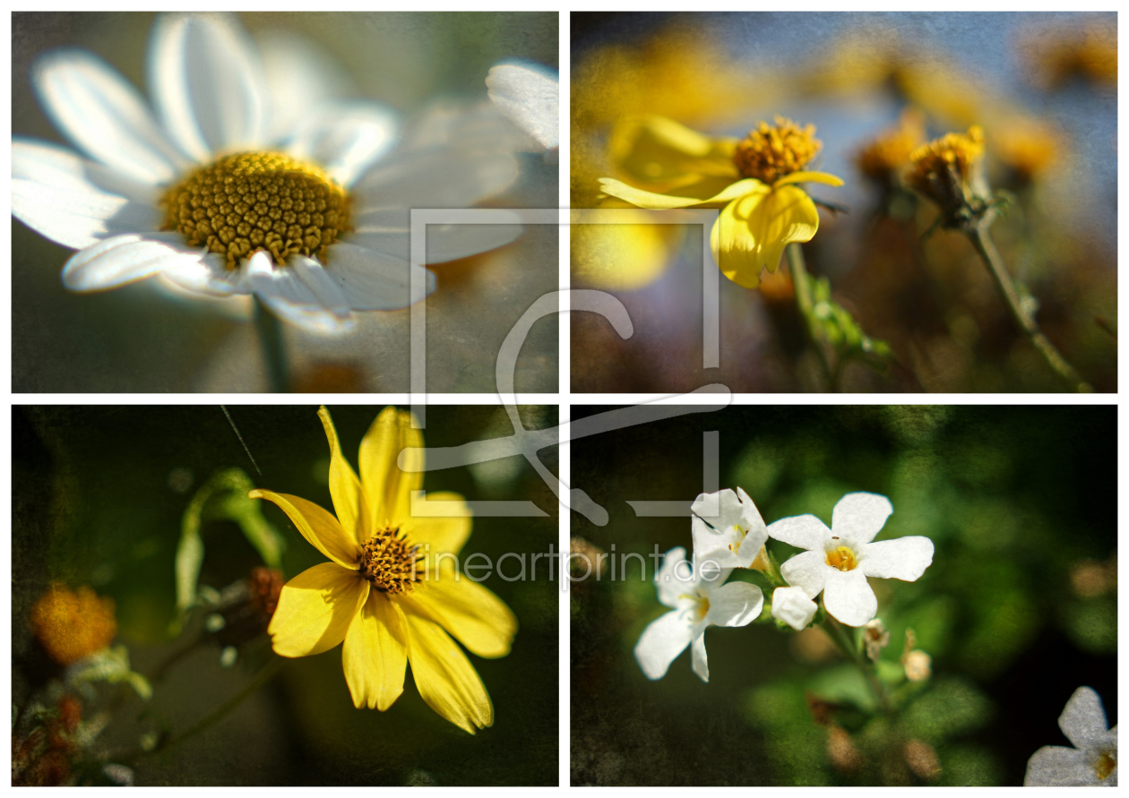 Bild-Nr.: 10577187 Gartenblumen erstellt von Susanne Güttler