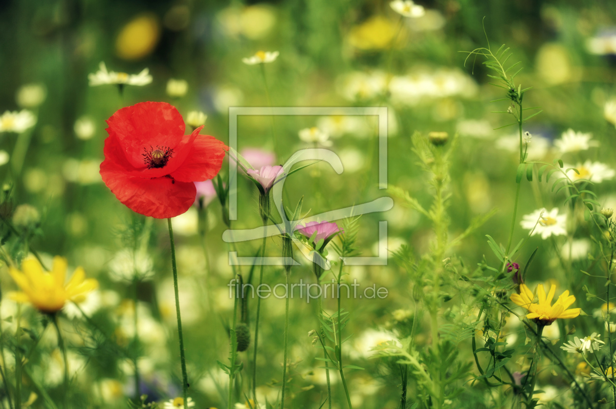Bild-Nr.: 10577225 Duftende Sommer Blumenwiese erstellt von Susann Mielke