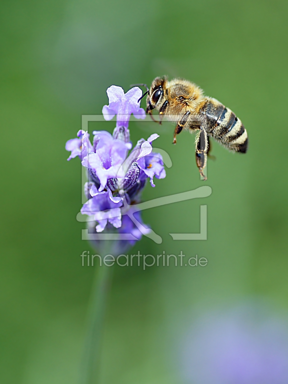 Bild-Nr.: 10577461 Bee happy erstellt von youhaveadream