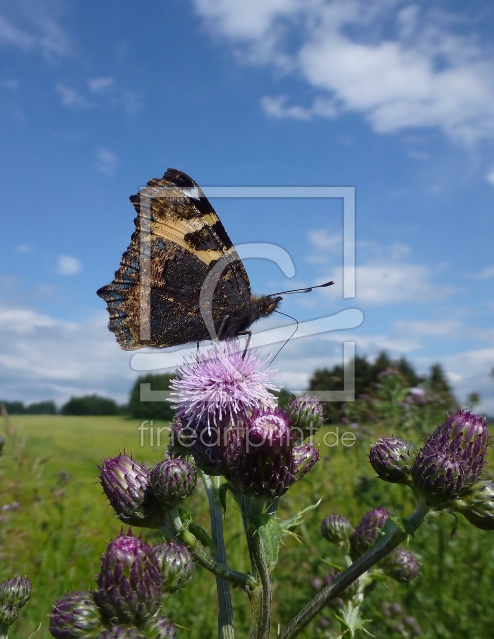 Bild-Nr.: 10578629 Falter auf der Distel erstellt von falconer59