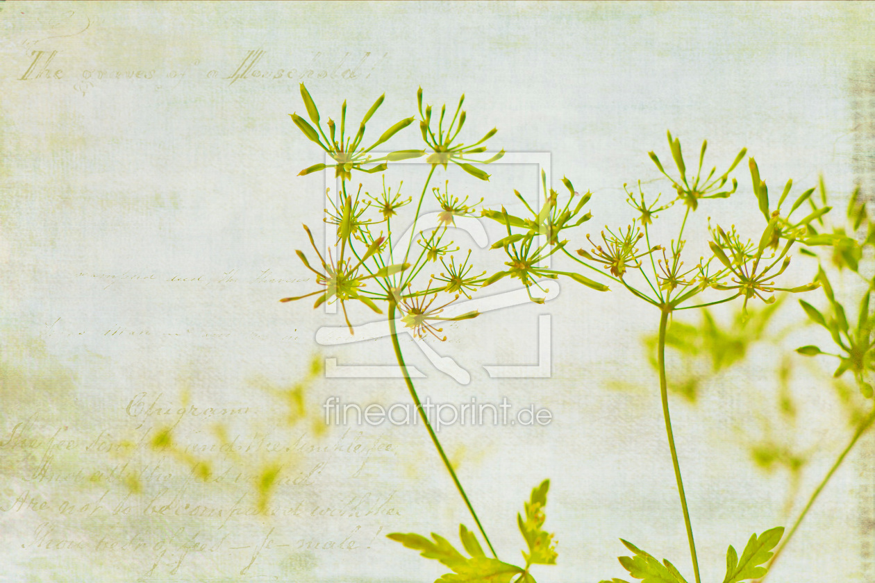 Bild-Nr.: 10578825 fineart.natur erstellt von FrauDoktor