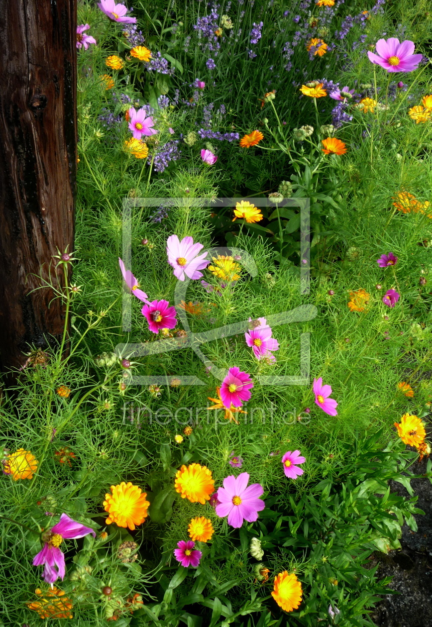 Bild-Nr.: 10578853 Bauerngartenecke, rustikal, bunt, filigran zart erstellt von dpensky