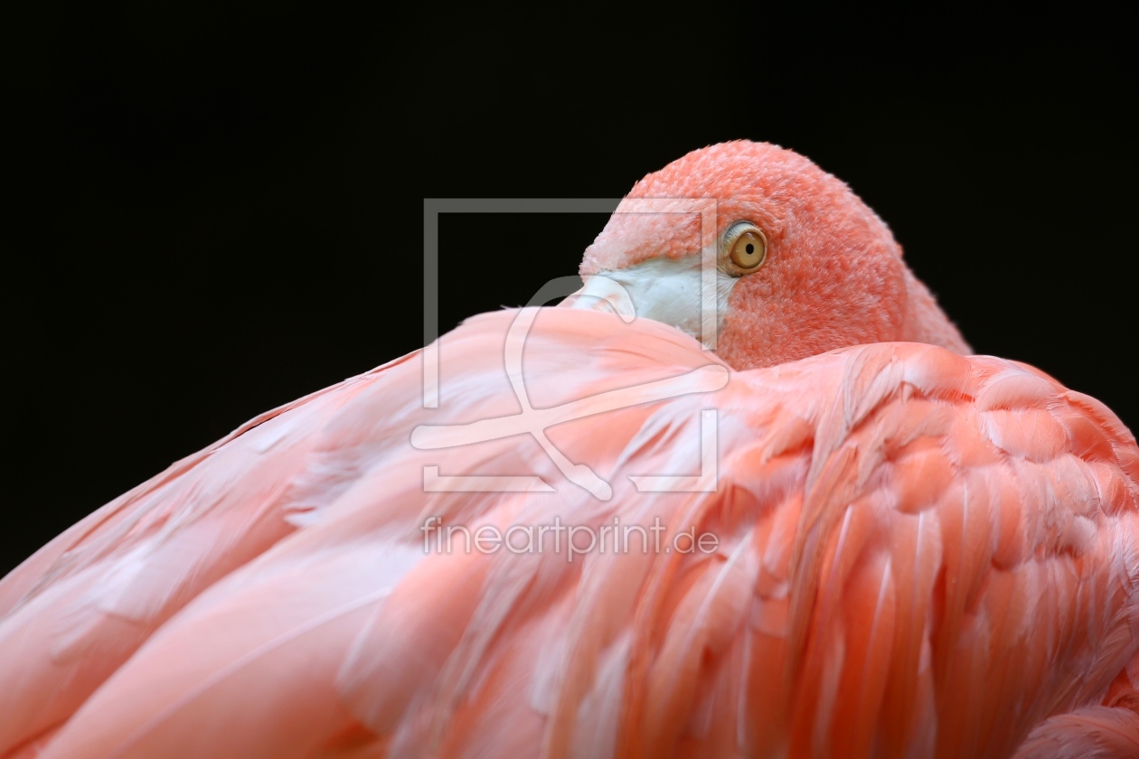 Bild-Nr.: 10579539 ROSA erstellt von Marcel Schauer