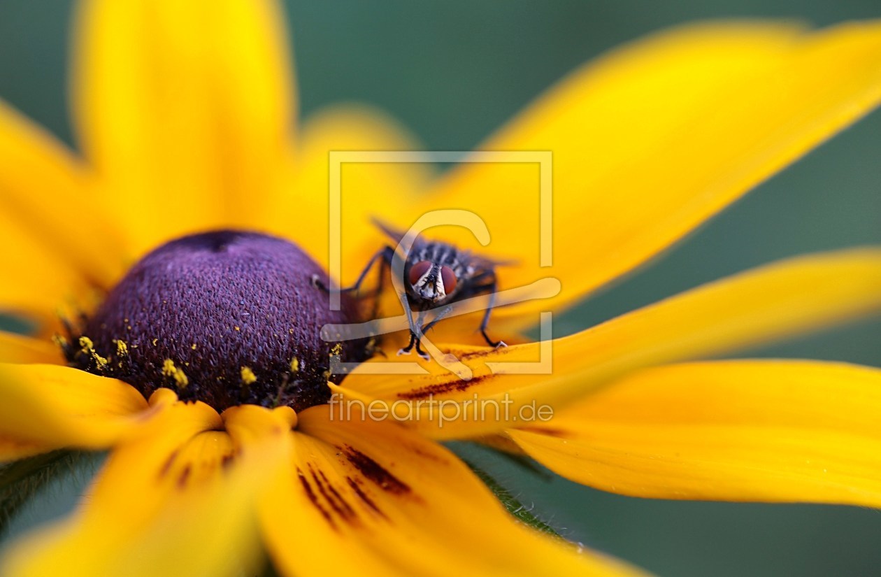 Bild-Nr.: 10579743 Sommerresidenz erstellt von Renate Knapp