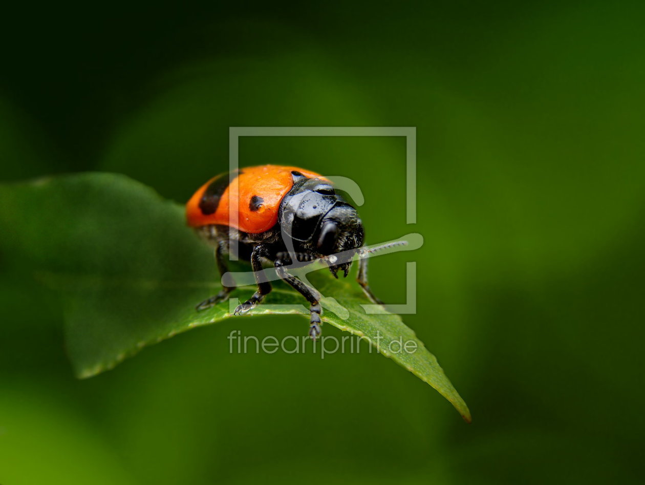 Bild-Nr.: 10579843 Clytra laeviscula - Nun fotografiere mich schon! erstellt von Heike  Hultsch