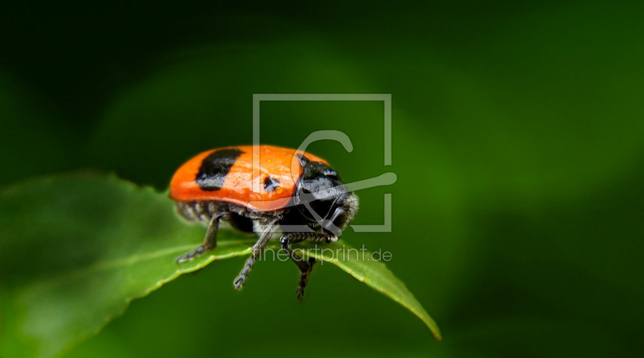 Bild-Nr.: 10579845 Clytra laeviscula - Beifallsbekundungen erstellt von Heike Hultsch