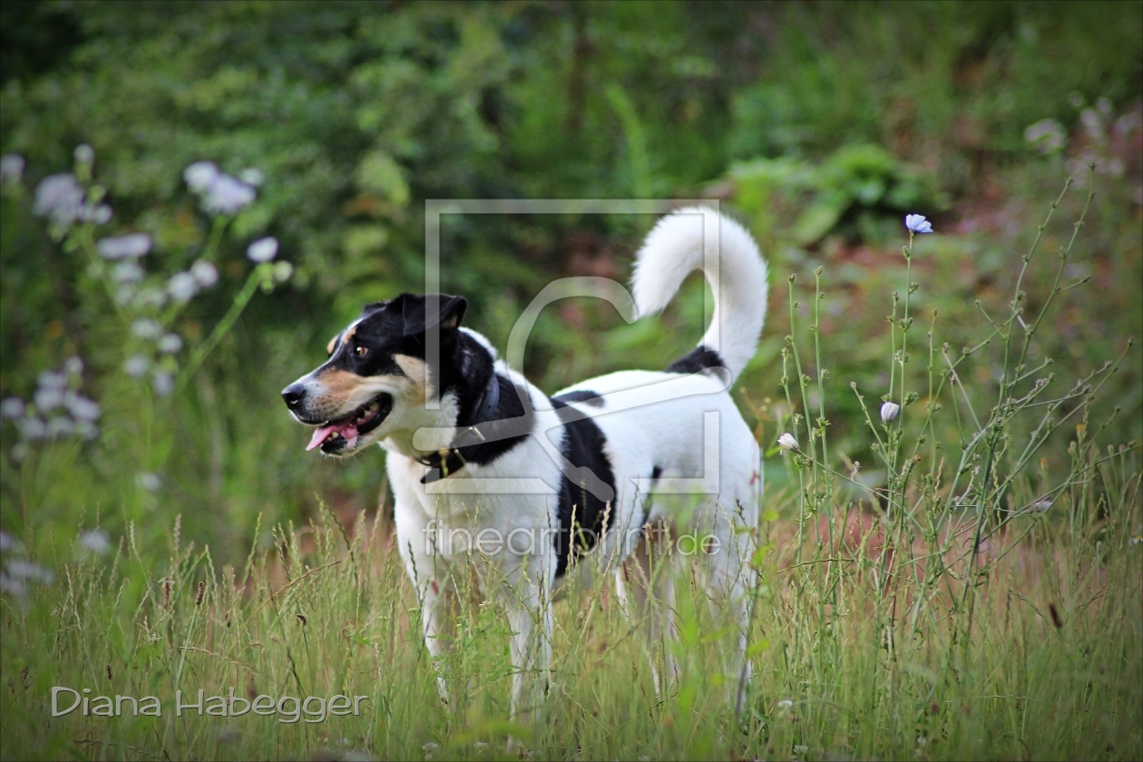 Bild-Nr.: 10580621 Hund auf freiem Feld erstellt von Diana  Habegger