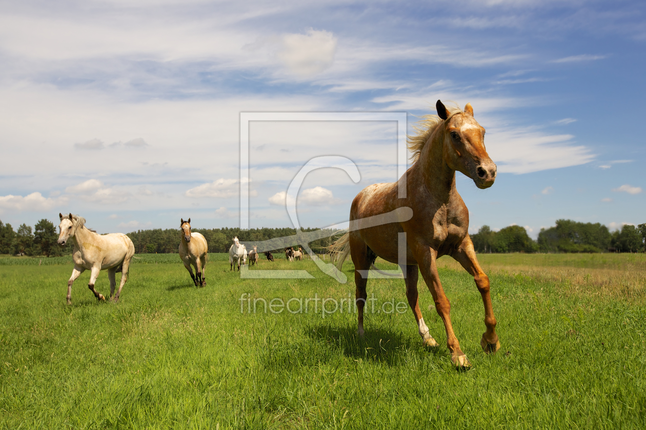Bild-Nr.: 10581053 Pferdesommer erstellt von Jens Kalanke