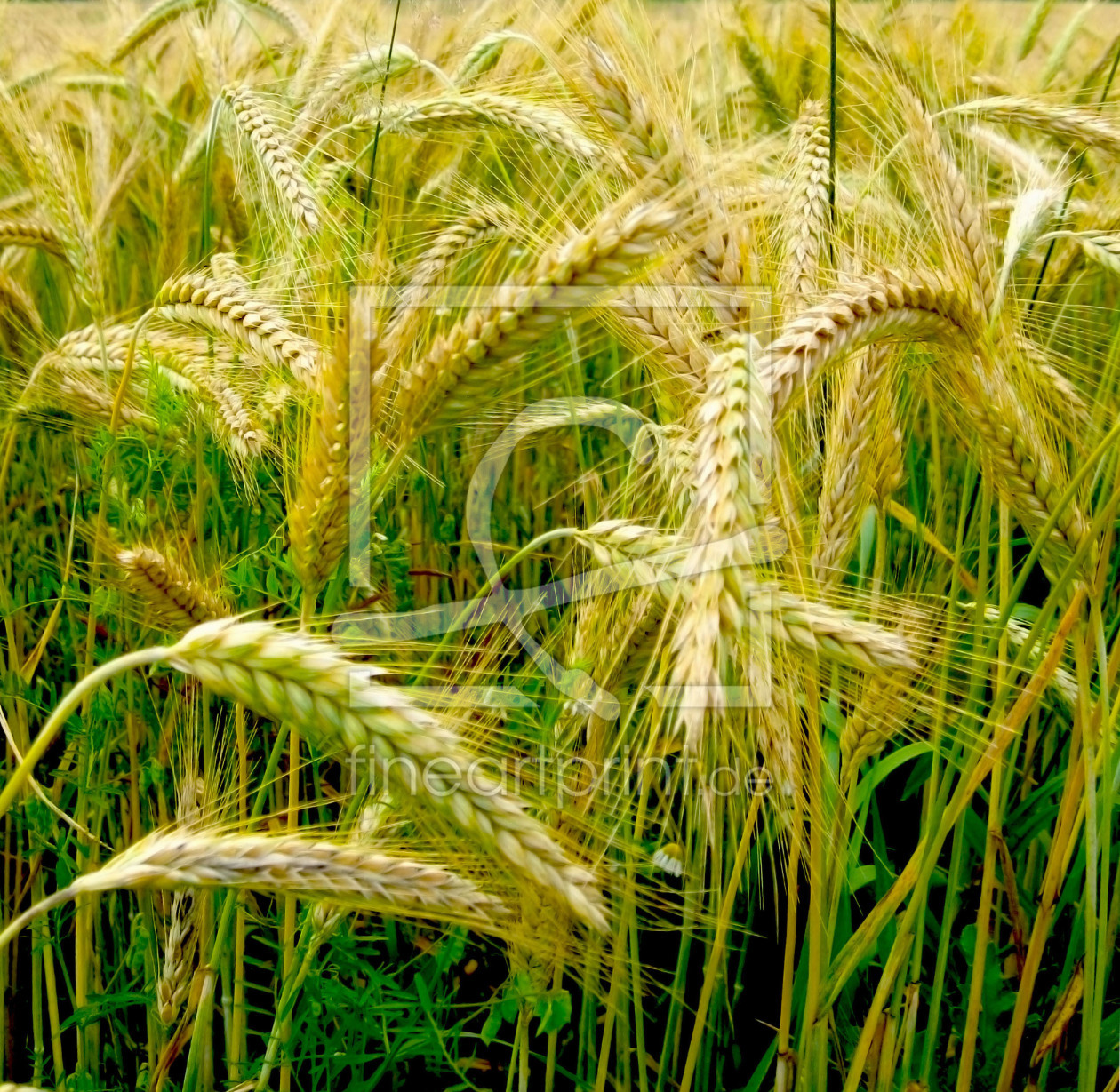 Bild-Nr.: 10581351 Sommerwind erstellt von M.A. Ziehr