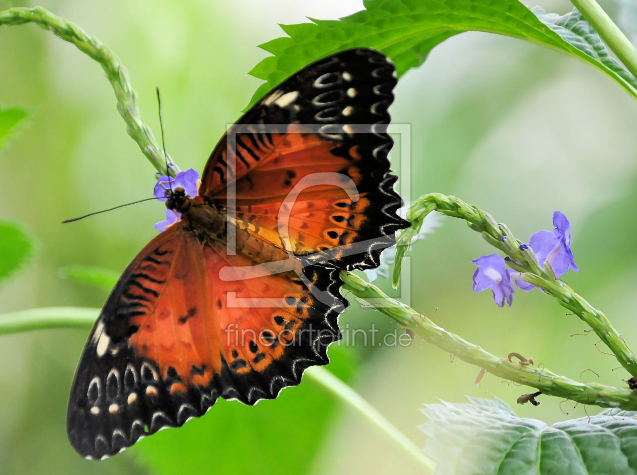 Bild-Nr.: 10581613 Schmetterling erstellt von Michaela1982