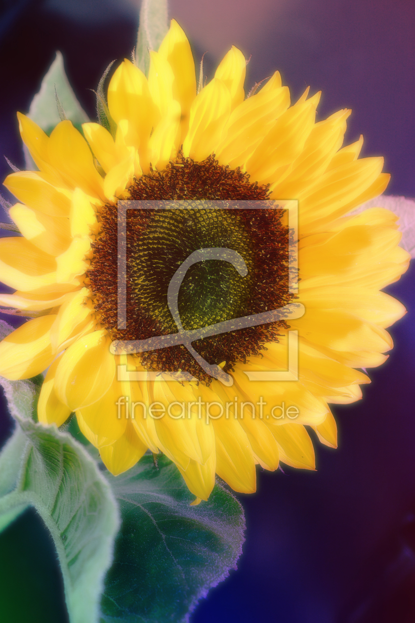 Bild-Nr.: 10581867 Sunflower erstellt von Christine Bässler
