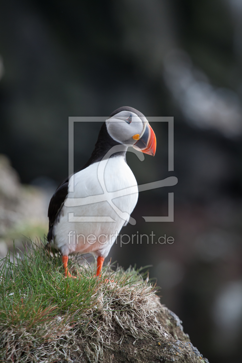 Bild-Nr.: 10581929 Papageientaucher in Island erstellt von Anne Bernhard