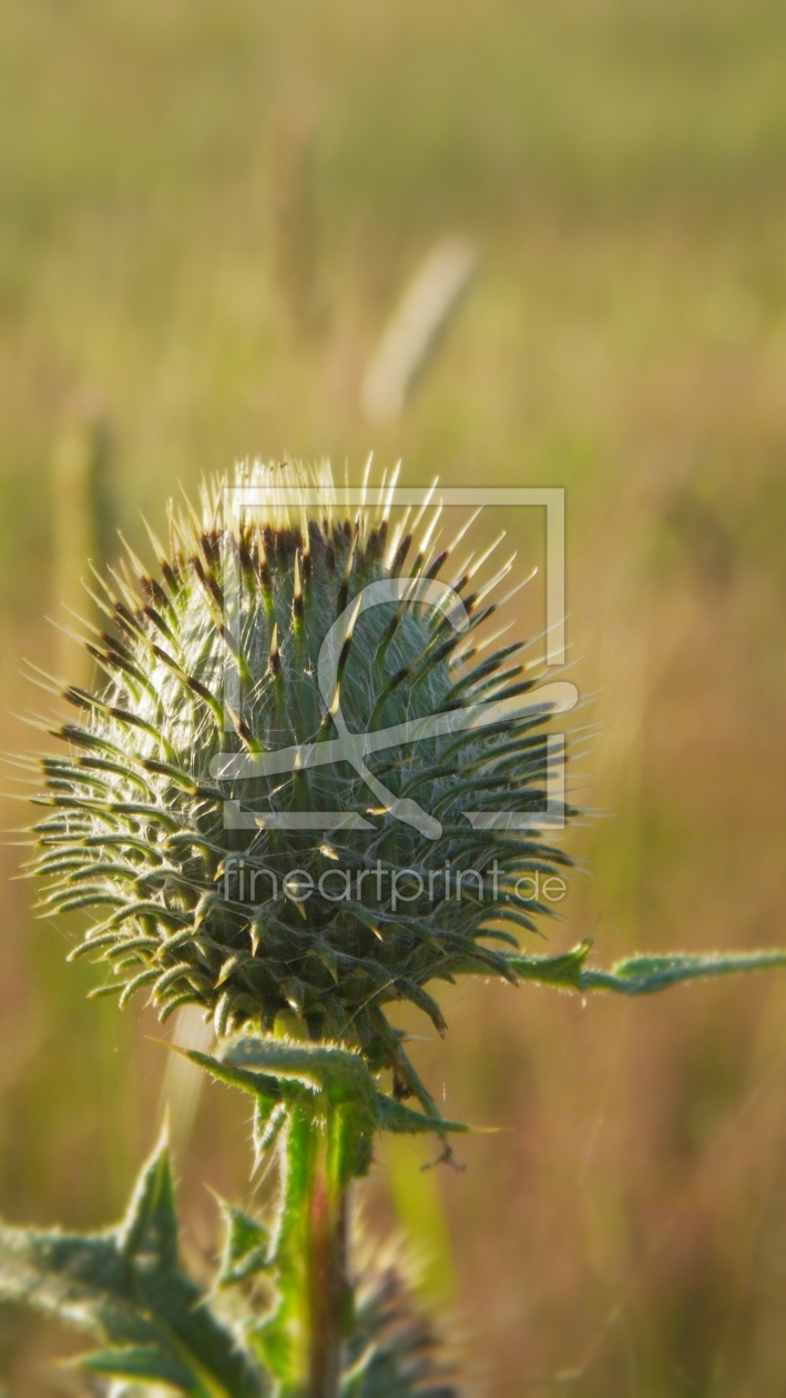Bild-Nr.: 10582137 heraldic thistle  erstellt von PaulaPanther