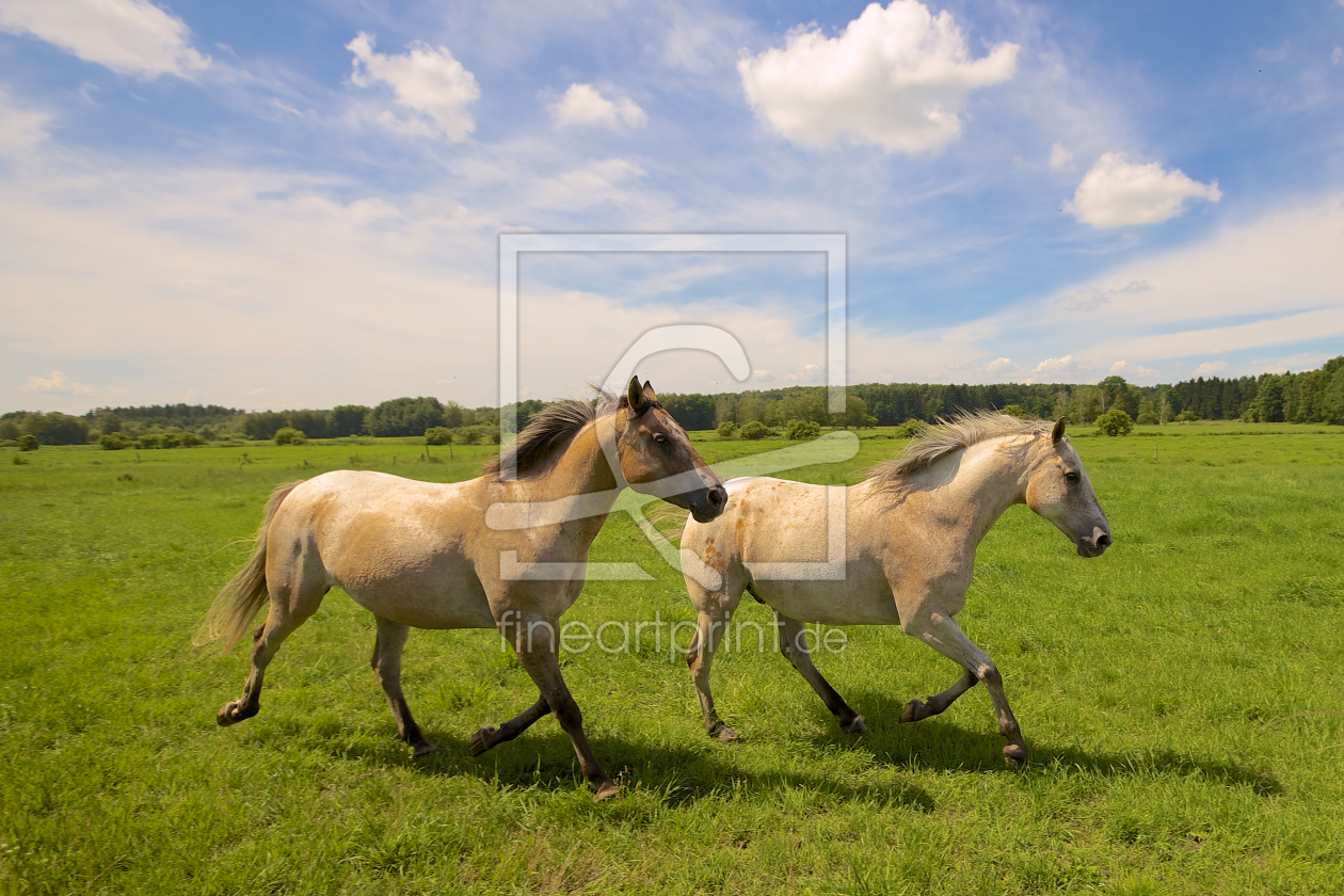 Bild-Nr.: 10582705 companions erstellt von Jens Kalanke