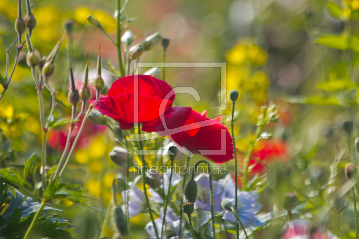 Bild-Nr.: 10582725 Gartenblumen erstellt von Stephanie Stephanie Dannecker