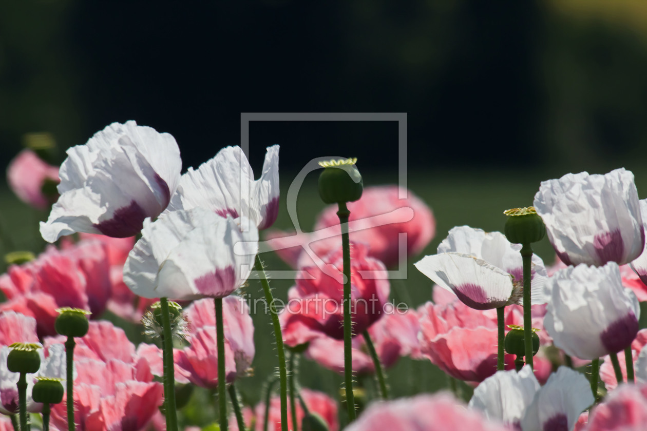 Bild-Nr.: 10584383 Mohnblüte erstellt von Stephanie Stephanie Dannecker