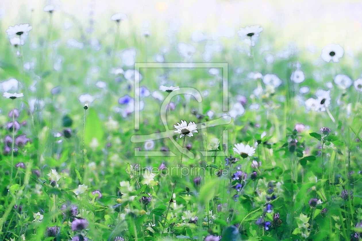 Bild-Nr.: 10584449 Sommerwiese erstellt von Renate Knapp
