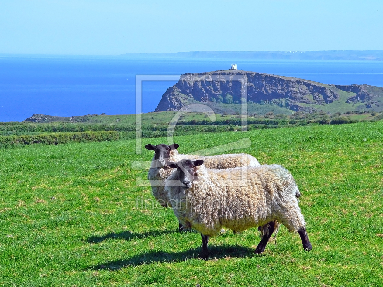 Bild-Nr.: 10585895 Schafe an der englischen Küste erstellt von SusaZoom