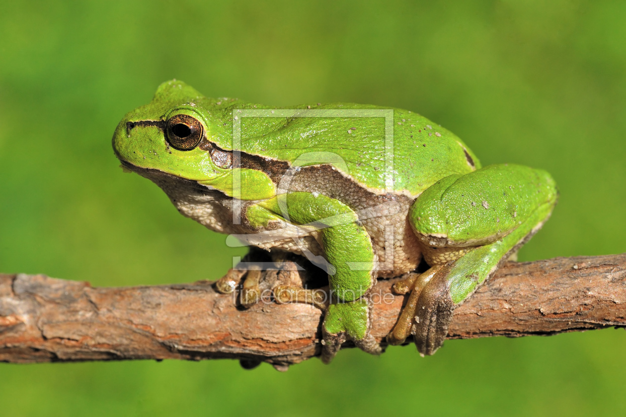 Bild-Nr.: 10590239 Laubfrosch erstellt von Sabine Schmidt