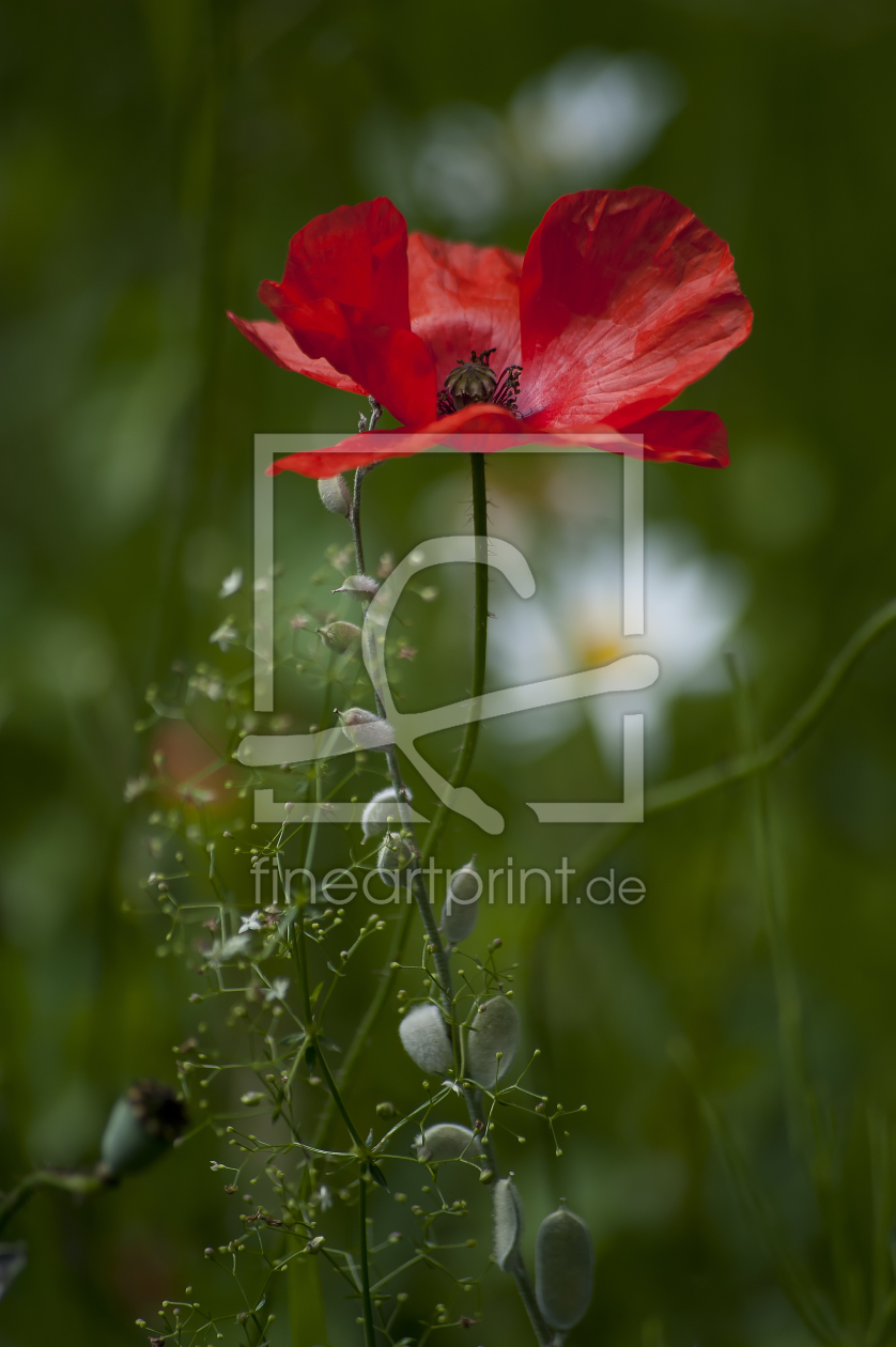 Bild-Nr.: 10591015 Mohnblüte erstellt von fotokunst-schmelzer