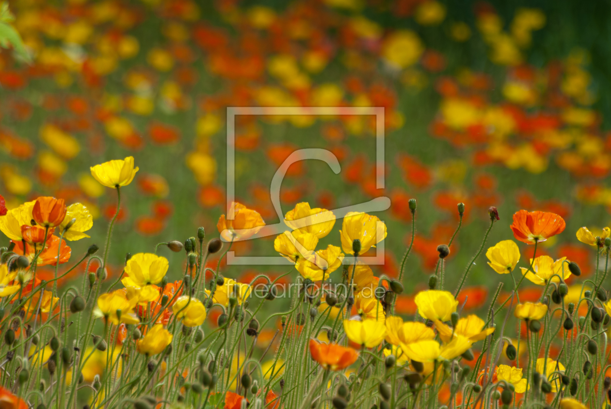 Bild-Nr.: 10592029 Bunter Mohn erstellt von Stefan Friedhoff