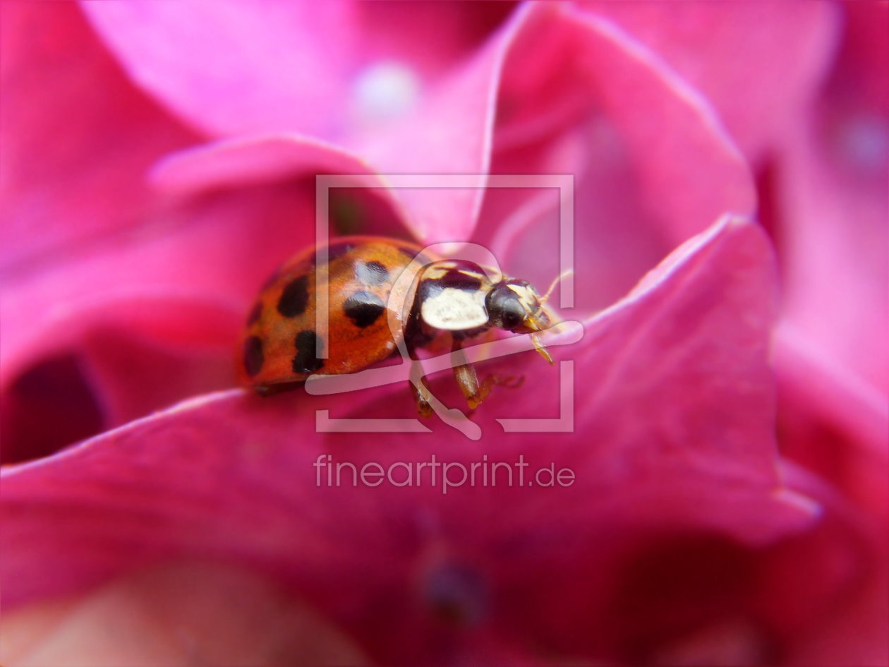Bild-Nr.: 10592257 Coccinellidae erstellt von Heike  Hultsch