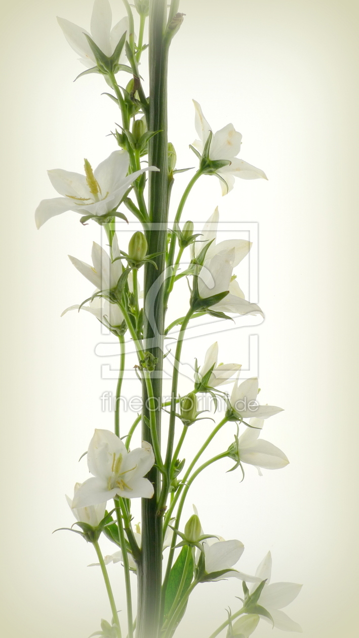 Bild-Nr.: 10592307 Campanula erstellt von Rolf Eschbach